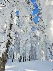 Тур «Гора Изюбриная – зимняя сказка»