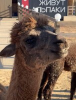 Экскурсия «В гости к альпакам»