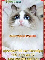 Выставка кошек