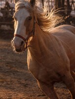 Катание на лошадях в конном клубе "Зевс"