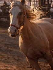 Катание на лошадях в конном клубе "Зевс"