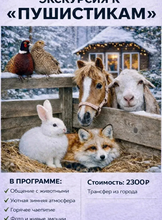 Тур "В гости к пушистикам"