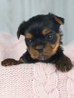 Йога со щенками