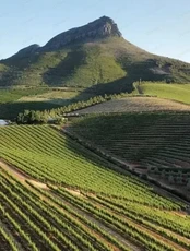 Дегустация "Южноафриканская палитра"