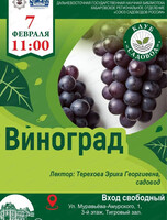 Клуб "Садовод" на тему "Всё о винограде"