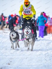 Соревнования по ездовому спорту "Легенда Амура"