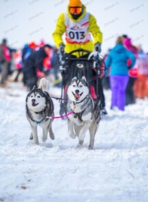 Соревнования по ездовому спорту "Легенда Амура"