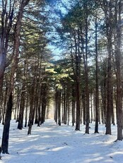 Тур «Хвойный ретрит: кедровый бор, скала Пржевальского, гора Брат и бассейн под открытым небом»