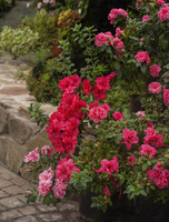 Экскурсия по оранжерее «Путешествие в субтропики: азалии, камелии, цитрусовые»