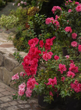 Экскурсия по оранжерее «Путешествие в субтропики: азалии, камелии, цитрусовые»