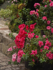 Экскурсия по оранжерее «Путешествие в субтропики: азалии, камелии, цитрусовые»