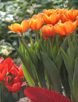 Обзорная экскурсия по выставке цветов «Обгоняя весну»