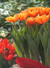 Обзорная экскурсия по выставке цветов «Обгоняя весну»