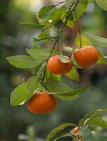 Экскурсия по оранжерее «Вкусные тропики»