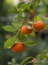 Экскурсия по оранжерее «Вкусные тропики»