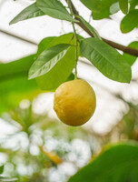 Мастер-класс в оранжерее «Домашний лимонарий»