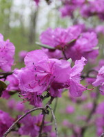 Тур «Путешествие на Восток – Находка, море и цветы»