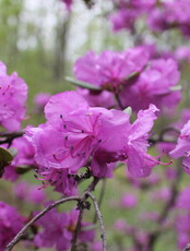 Тур «Путешествие на Восток – Находка, море и цветы»