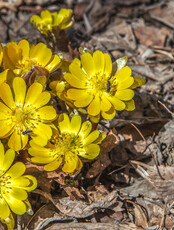 Семейная программа «Март»