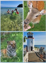 Однодневный тур в Сафари-парк + пляжный отдых в Ливадии