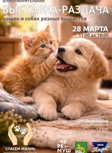 Благотворительная выставка-раздача бездомных животных