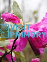 Рододендроны острова Русский с посещением морского бассейна и морефермы