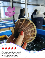 Тур «Остров Русский + мореферма» (фестиваль рододендрона)