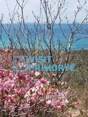 Тур «Рододендроны заповедного острова Фуругельма»