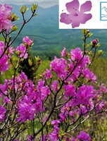 Тур «Беневские (Еломовские) водопады» (Фестиваль рододендрона)