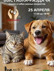 Благотворительная выставка-раздача бездомных животных