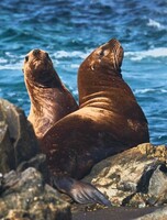 Фестиваль Рододендрона - тур на остров Путятина (сивучи, ларги, Мраморная бухта)