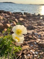 Мастер-класс по рисованию акварелью