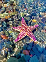 Морская прогулка вокруг острова Русский к морским котикам