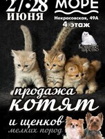 Выставка-продажа котят и щенков
