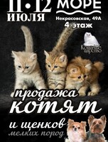 Выставка-продажа котят и щенков мелких пород