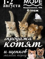Продажа котят и щенков мелких пород