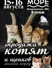 Продажа котят и щенков мелких пород