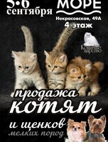 Выставка-продажа котят и щенков мелких пород