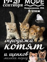Выставка-продажа котят и щенков мелких пород