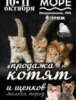 Выставка-продажа котят и щенков мелких пород