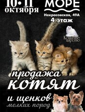 Выставка-продажа котят и щенков мелких пород