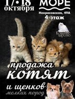 Выставка-продажа котят и щенков мелких пород