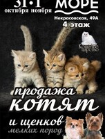 Выставка-продажа котят и щенков мелких пород