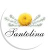 Сантолина