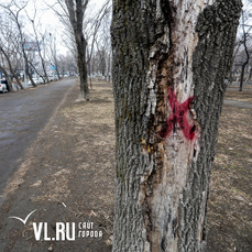 Более 9000 деревьев вырубят во Владивостоке до конца года 