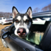 Соревнования для многих собак – настоящее испытание, даже в апреле им уже жарко бегать — newsvl.ru