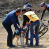 Многим собакам было очень жарко после забега — newsvl.ru