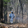 Дезинсекция убивает опасных паразитов, но не избавляет от них весь лес — newsvl.ru