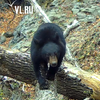Медведь в национальном парке в Приморье помог настроить фотоловушку (ВИДЕО)