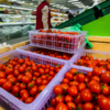Акционная цена помидоров-черри - 100 рублей — newsvl.ru